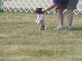Dog Sport Demo