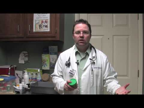 how to treat diarrhea in cats