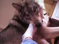 Wolf Attacks Man Wolf Attacks Man