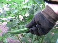 Vegetable Garden -- Picking Okra the easy way