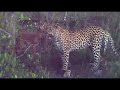 Leopard Killing Impala