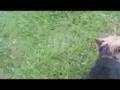 videos de The Wrath of Bijou