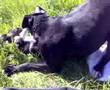 Pitbull fight vs Staff
