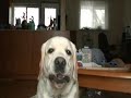 Nose Flip in Slow Motion