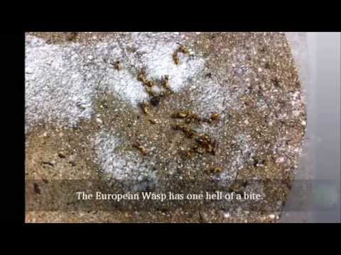 how to control european wasp