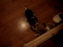 beagle-vs-jack-russell.html