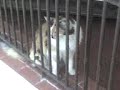O gato
