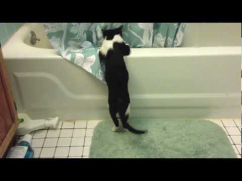 Watch 'Kittens Bath Play Time'