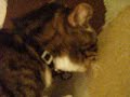 Billy Cat checks out the new decor