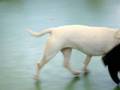 Hauck Memorial bull terrier show in Prottes, Austria 2008 - Junior females judging Part 16 of 17