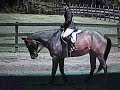 Re: EQUITATION CONTEST!! [open]