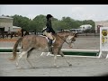 Re: EQUITATION CONTEST!! [open]