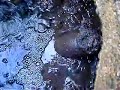 SludgeHammer (Pirana) fish in septic tank 2005 pt A SludgeHammer (Pirana) fish in septic tank 2005 pt A