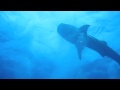 Whale Shark