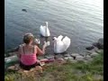 zwanen boos1 zwanen boos1