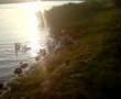 zwanen boos1