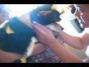 jApAneSe ShIBu InU tUrnS in2 bumBlBee 10-9-8