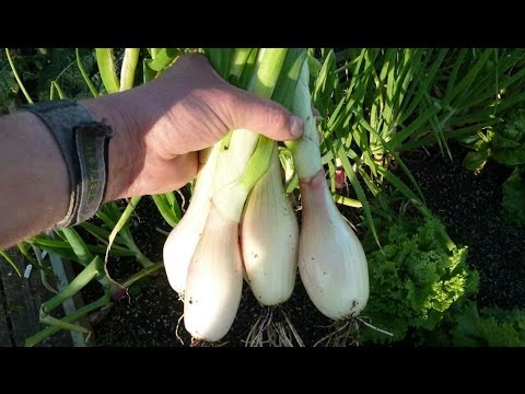 how to fertilize shallots