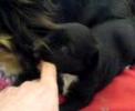 3 weeks old black puppy 3 weeks old black puppy