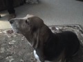 Basset Hound video