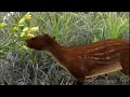 Giant Bird
