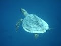 Underwater video of a Turtle Iberotel Lamaya