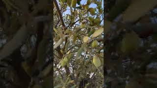 رحلة مع الزيتون عبر فلسطين.. قرية بيت نبالا قضاء اللد مع عمر عاصي رحلة مع الزيتون عبر فلسطين.. قرية بيت نبالا قضاء اللد مع عمر عاصي