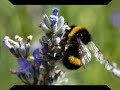 The mystery of the disappearing bees The mystery of the disappearing bees