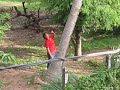 chopping down a coconut tree in khon kaen thailand–Part 1