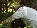 Yellowjacket Treatment ALLFloridaBeeRemoval com