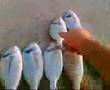 amat�r balik avi