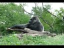 Pittsburgh Zoo Gorillas