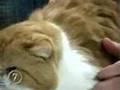 VT Fancy Felines