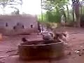 Pavo & pava vs gallo o.o