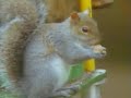 Squirrel Obstacle Course