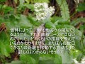 アサギマダラ　(奄美大島)