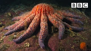 Zombie Starfish | Nature’s Weirdest Events