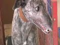 Greyhound Racing - The Dogs - Michael Walsh