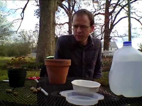 how to collect azalea seeds