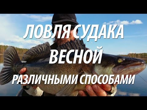 судак весной на реке судак весной на реке
