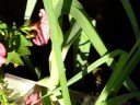 Leeks