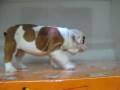 videos de Bulldog ingles macho STA REF:164