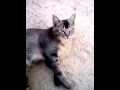 kucing,suara manusia