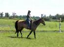 Dakota's Wynd Buckskin/Dun QH