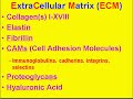 Medical School Pathology, Chapter 3d