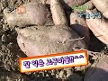 [노컷TV]경기도 부천시 산울림청소년수련원 입구에 부천시 역곡1동 주민자치센터에서 마련한주말농장의 가족들이 함께 농작물을 가꾸는 곳을 소개합니다. ◆ 총괄: 채승옥PD , 제작: 임동진 ◆ 노컷TV www.nocut.tv ◆ 노컷뉴스 http ⓒ CBS 노컷뉴스 무단전재 및 재배포 금지