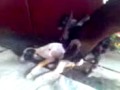 kambing branak