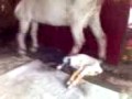 kambing branak kambing branak