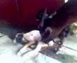 kambing branak