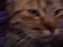 my cats... my cats...